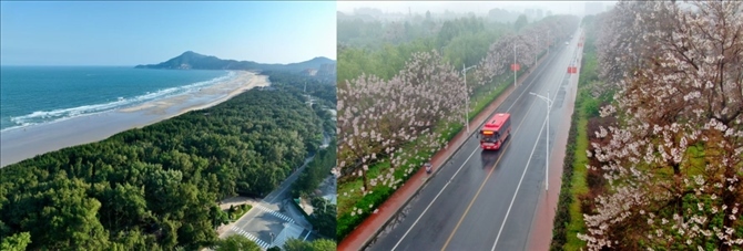 拼版照片：左圖為位于東山縣金鑾灣沿岸的木麻黃防護(hù)林帶（無(wú)人機(jī)照片，新華社記者 姜克紅 攝）；右圖為2021年4月20日在蘭考縣焦裕祿干部學(xué)院附近拍攝的泡桐花（無(wú)人機(jī)照片，新華社記者 郝源 攝）。
