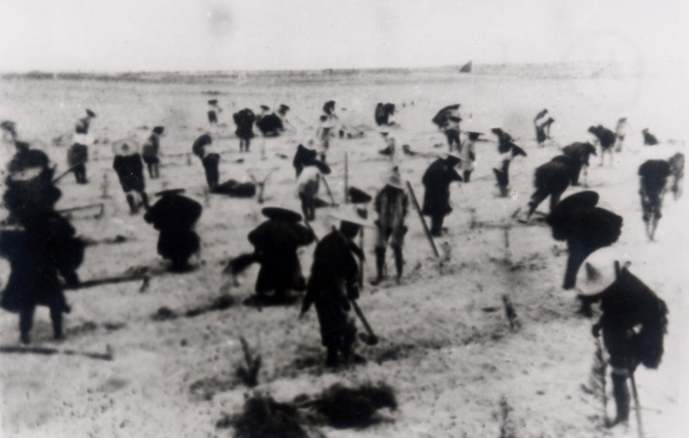 上世紀(jì)東山百姓在沙灘造林（資料照片）。