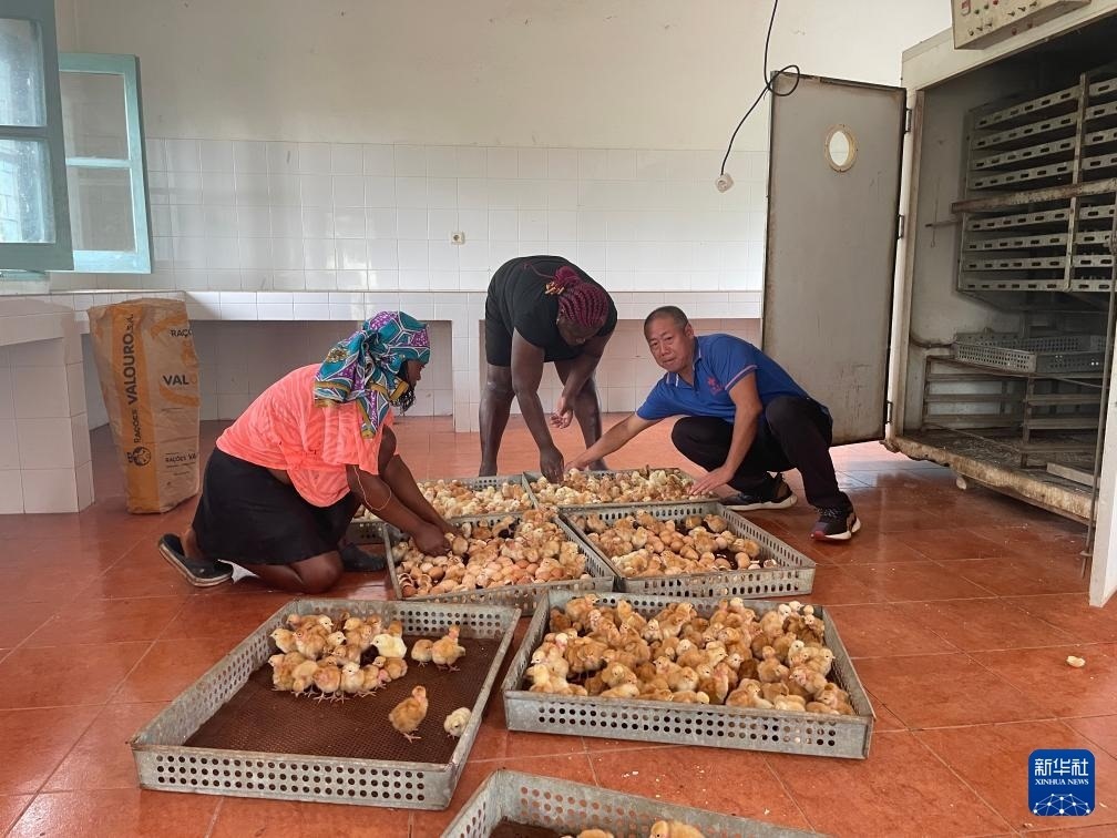 中國援圣普農(nóng)牧業(yè)技術(shù)項(xiàng)目組專家在圣多美和普林西比家禽繁育中心指導(dǎo)雛雞人工孵化技術(shù)（2024年10月8日攝）。新華社發(fā)（中國援圣普農(nóng)技組供圖）