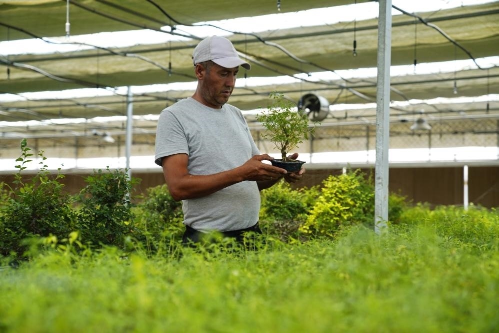 7月28日，在烏茲別克斯坦錫爾河州的上合組織農(nóng)業(yè)基地中烏現(xiàn)代農(nóng)業(yè)科技示范園，工作人員檢查盆栽植物。新華社發(fā)（扎法爾攝）