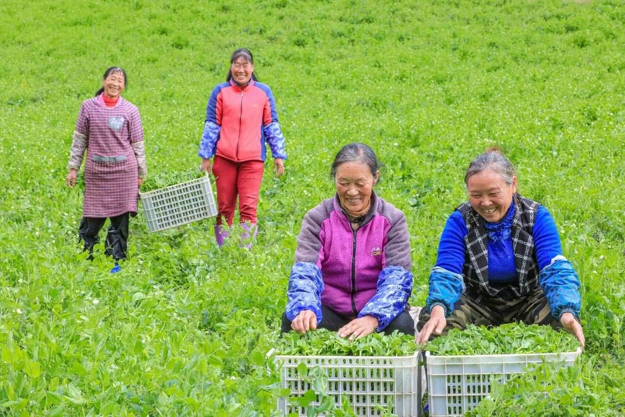 在四川省阿壩藏族羌族自治州馬爾康市馬爾康鎮(zhèn)納足村，當(dāng)季蔬菜喜獲豐收，群眾正在忙著采收、裝箱供應(yīng)市場(chǎng)。來源：人民圖片