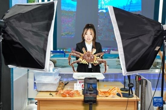 9月20日，在吉林省琿春市的帝王蟹保稅店內(nèi)，工作人員進(jìn)行網(wǎng)絡(luò)直播售賣帝王蟹。新華社記者 許暢 攝