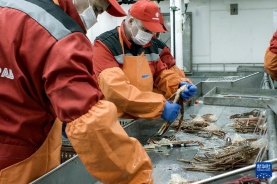 俄羅斯蟹業(yè)集團(tuán)的工作人員在生產(chǎn)線上加工產(chǎn)品（資料照片）。新華社發(fā)（俄羅斯蟹業(yè)集團(tuán)供圖）