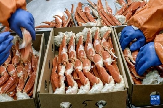 俄羅斯蟹業(yè)集團(tuán)的工作人員在生產(chǎn)線上加工產(chǎn)品（資料照片）。新華社發(fā)（俄羅斯蟹業(yè)集團(tuán)供圖）