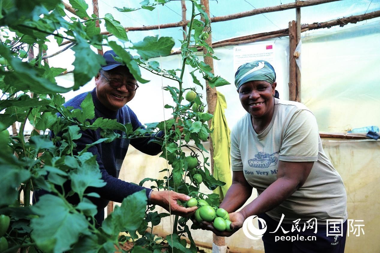 肯尼亞納庫魯郡，南京農(nóng)業(yè)大學(xué)援非專家劉高瓊和當(dāng)?shù)剞r(nóng)民瑪麗·姆旺吉在溫室大棚里查看番茄種植情況。人民網(wǎng)記者 黃煒鑫攝