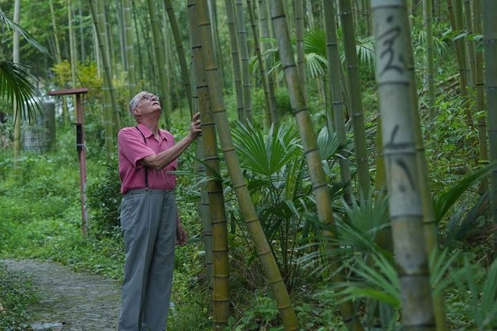 奈斯在莫干山的竹林里散步。