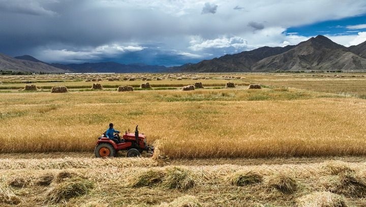 2024年9月10日在西藏日喀則市白朗縣巴扎鄉(xiāng)拍攝的秋收場景（無人機照片）。新華社記者 晉美多吉 攝