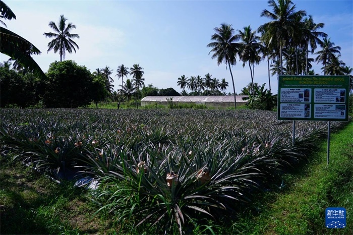 這是12月23日在斯里蘭卡馬坎杜拉拍攝的中國(guó)技術(shù)試驗(yàn)田菠蘿田。新華社記者 陳冬書 攝