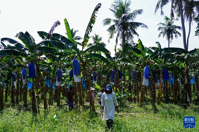 12月23日，在斯里蘭卡馬坎杜拉，農(nóng)民走過(guò)中國(guó)技術(shù)試驗(yàn)田香蕉田。新華社記者 陳冬書 攝