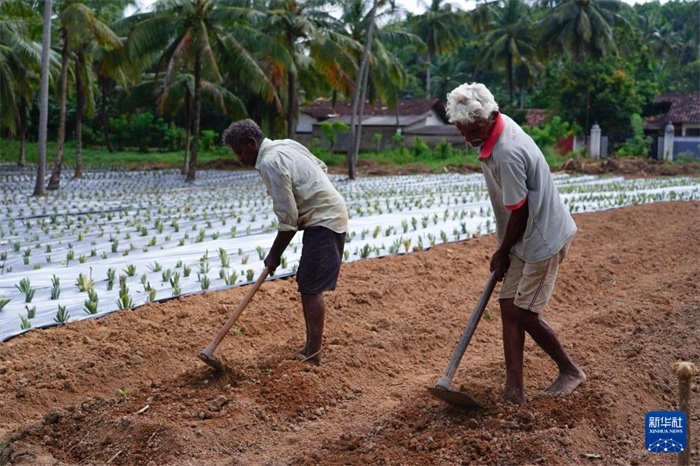 12月23日，斯里蘭卡馬坎杜拉的農(nóng)民在菠蘿田地里勞作。新華社記者 陳冬書 攝