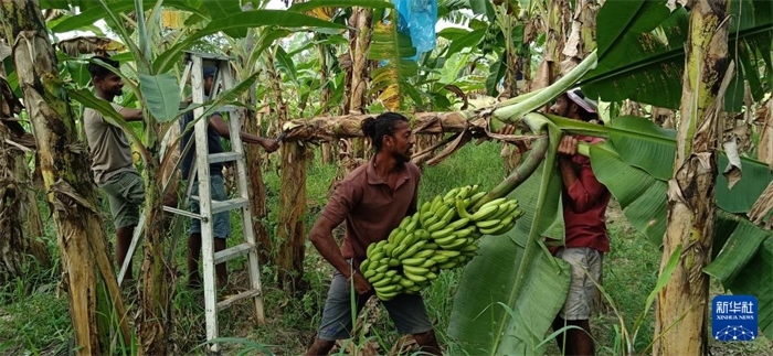 12月28日，在斯里蘭卡馬坎杜拉，當(dāng)?shù)剞r(nóng)民收獲香蕉。新華社發(fā)（中國(guó)、聯(lián)合國(guó)糧農(nóng)組織與斯里蘭卡南南合作項(xiàng)目專家組供圖）