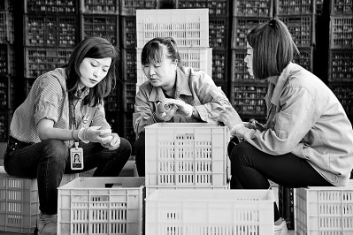 為拓展柿子產(chǎn)業(yè)發(fā)展新途徑，在陜西富平淡村鎮(zhèn)，歸國留學(xué)生王薇參與創(chuàng)建了一座柿酒酒莊。新華社發(fā)