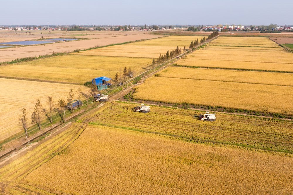 2024年11月1日，在湖南華容縣團(tuán)洲垸，村民駕駛收割機(jī)收獲水稻（無人機(jī)照片）。新華社記者陳思汗 攝