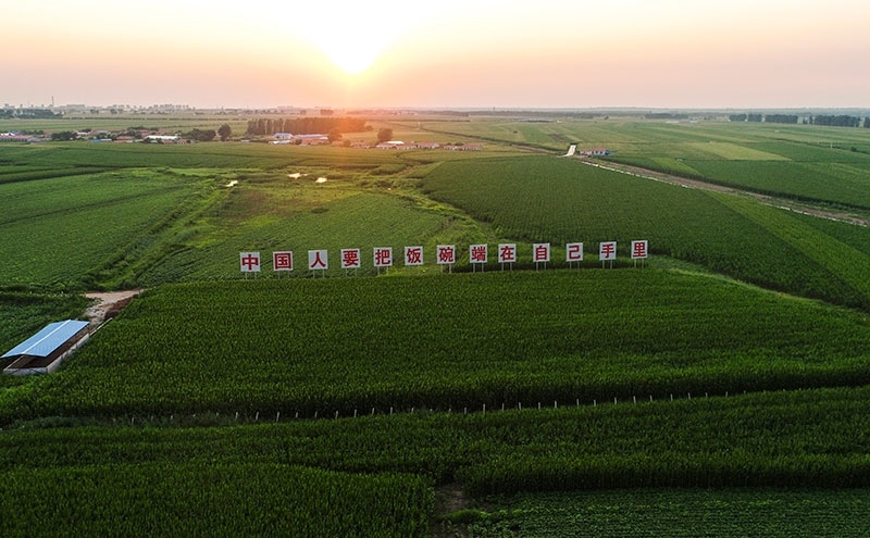 2020年7月23日拍攝的吉林省梨樹縣國家百萬畝綠色食品原料（玉米）標準化生產(chǎn)基地核心示范區(qū)（無人機照片）。新華社記者 許暢 攝