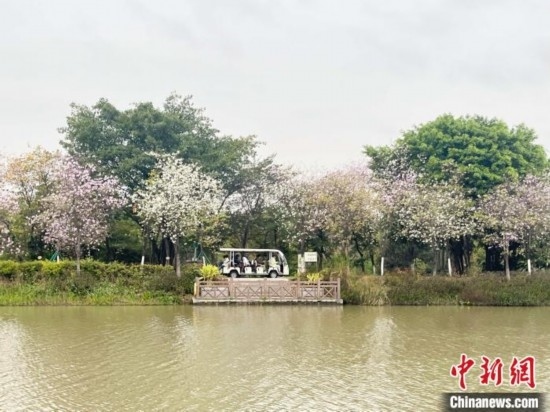 3月7日，廣州海珠國家濕地公園宮粉紫荊花海吸引游人。中新社記者 許青青 攝