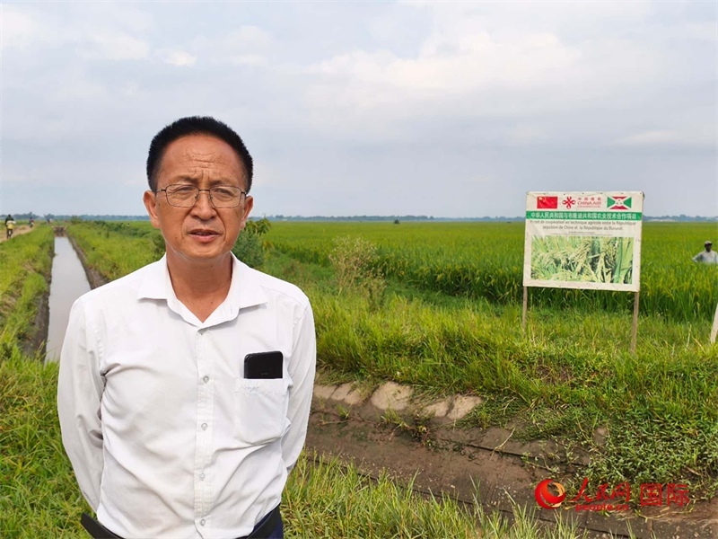 專家組組長(zhǎng)楊華德在水稻田間地頭。 人民網(wǎng)記者 黃培昭攝