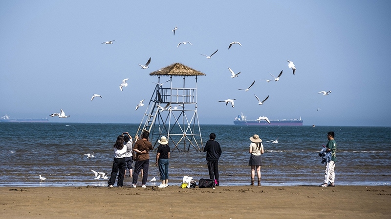 2024年5月12日，河北秦皇島，北戴河鴿子窩公園成群海鷗在天空中自由翱翔，與大海、藍(lán)天構(gòu)成了一幅美麗的畫卷。