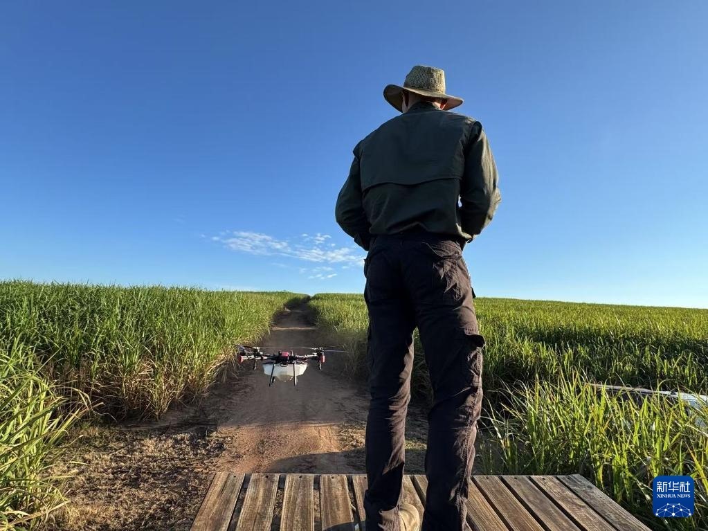 3月25日，在南非夸祖魯-納塔爾省的方廷希爾莊園，飛手操縱無人機為甘蔗林噴灑藥劑。新華社記者 白舸 攝