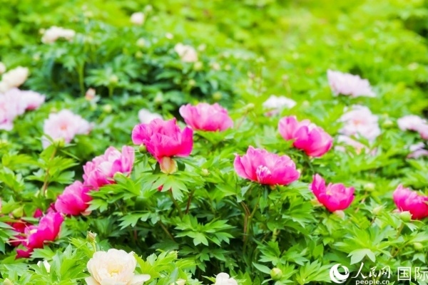 洛陽國家牡丹園牡丹盛開。 人民網(wǎng)記者 魯揚(yáng)攝