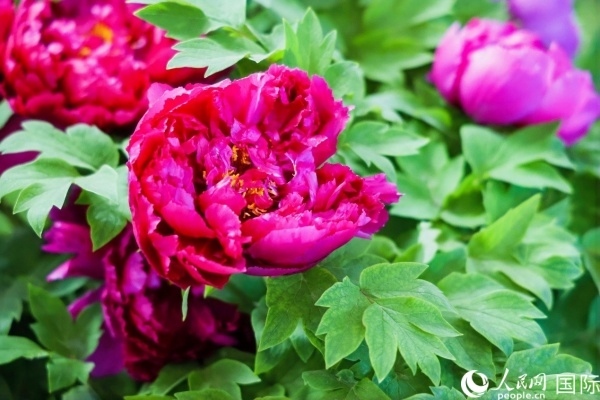 洛陽國家牡丹園牡丹盛開。 人民網(wǎng)記者 魯揚(yáng)攝