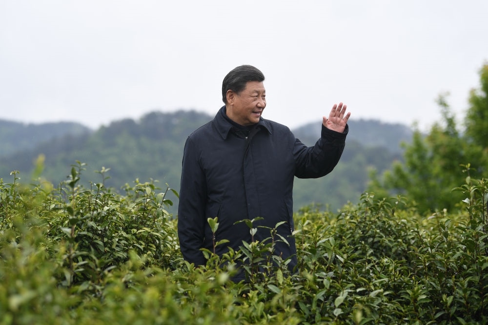 2020年4月21日，習(xí)近平總書記來到陜西安康市平利縣老縣鎮(zhèn)，在茶園考察脫貧攻堅(jiān)情況。新華社記者 燕雁 攝