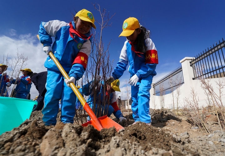 2025年4月25日，西藏那曲市小學(xué)生在植樹。新華社記者 晉美多吉 攝